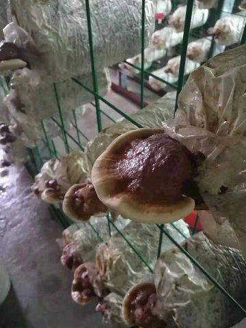 灵芝食用菌网格架
